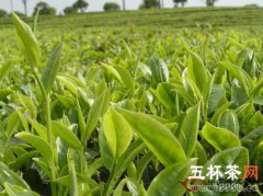中国最贵的茶叶排名 中国 出名的茶叶价格排名